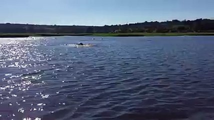 Un hippopotame prend en chasse un bateau de touristes
