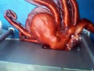 Ce poulpe parviendra-t-il à s'échapper par ce petit interstice ?