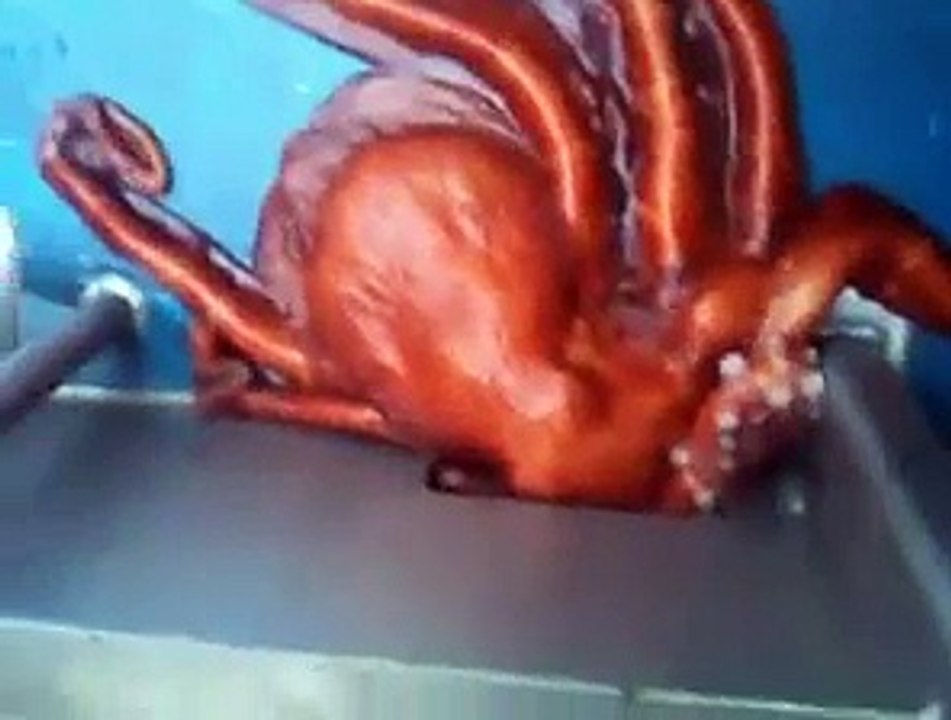 Ce poulpe parviendra-t-il à s'échapper par ce petit interstice ?