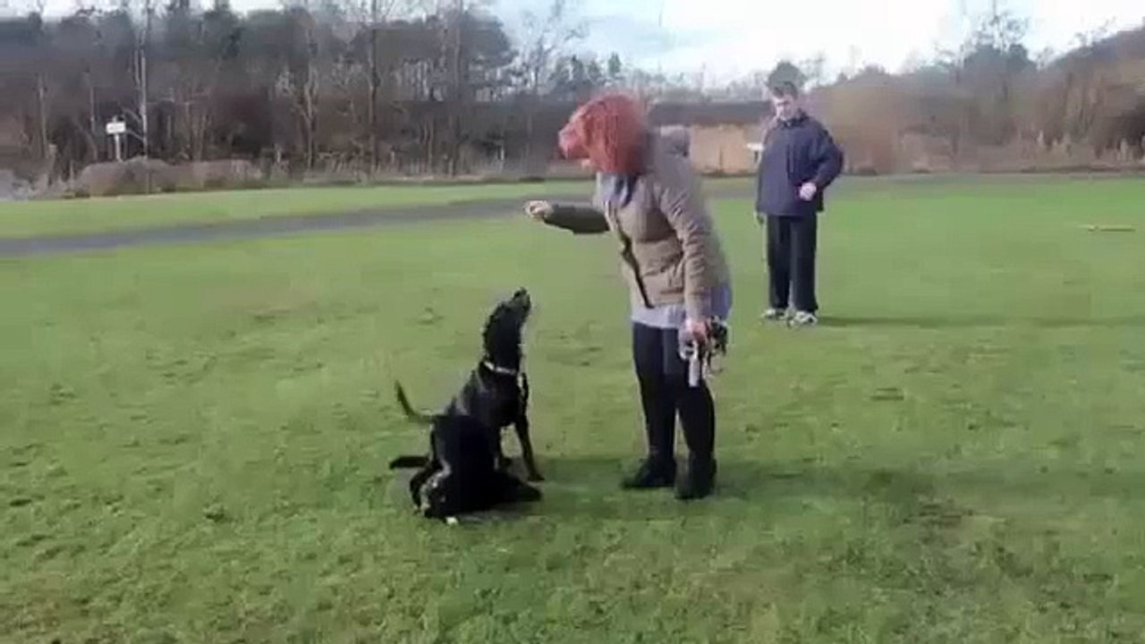 Roo, le chien qui se déplace comme un kangourou