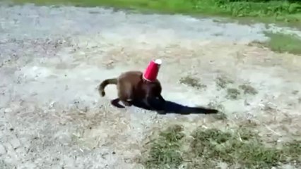 Un chien porte secours à un chat qui a la tête coincée dans un gobelet