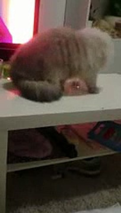 Le chat le plus méchant du monde ?