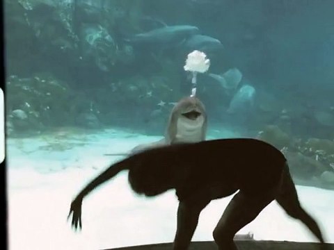 Un dauphin amusé devant les acrobaties d'une gymnaste