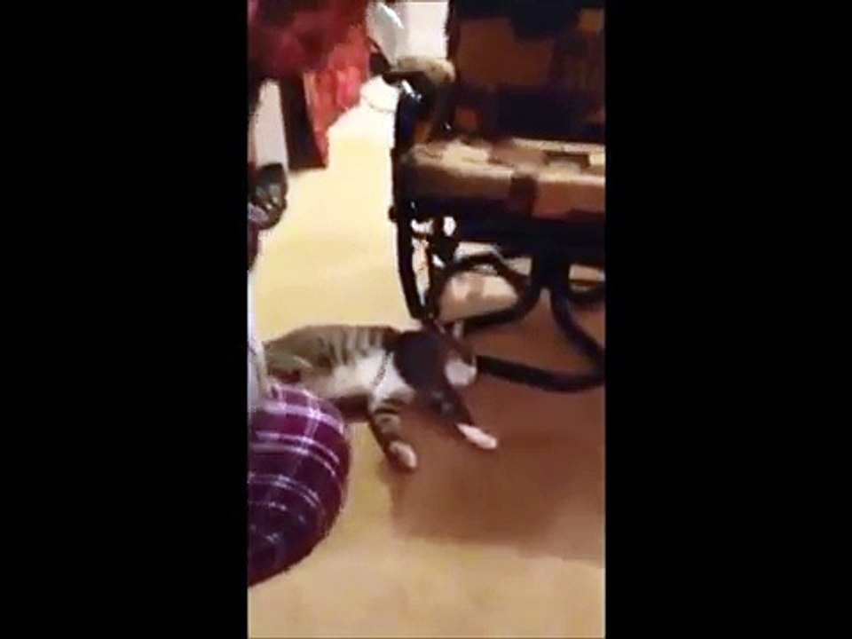 Ce chat fait le mort pour ne pas aller dehors !
