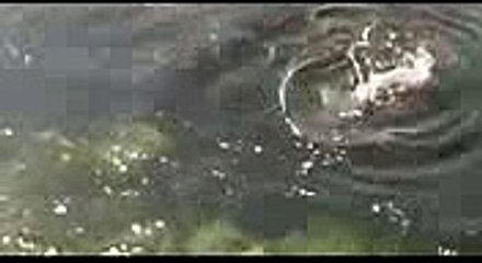 Incroyable combat entre une pieuvre géante et un phoque