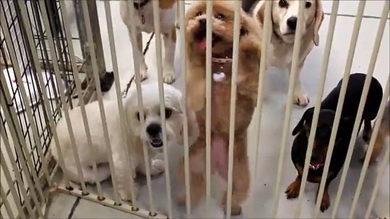 Un petit caniche qui a la fièvre de la danse !