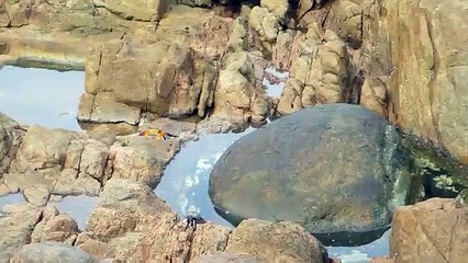 Un poulpe attaque par surprise un crabe