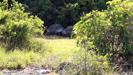Quand une tortue géante pourchasse un explorateur