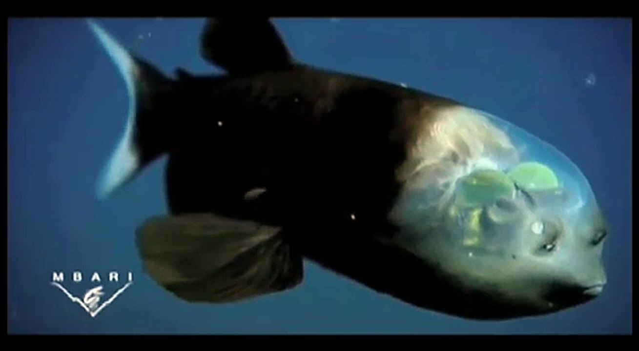 Découvrez le "poisson revenant" cet étrange poisson des profondeurs à la tête transparente