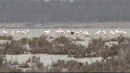 Unique au monde : découvrez le flamant rose... noir !