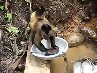 Vous n'avez jamais vu un singe faire la vaisselle ? Maintenant c'est fait !