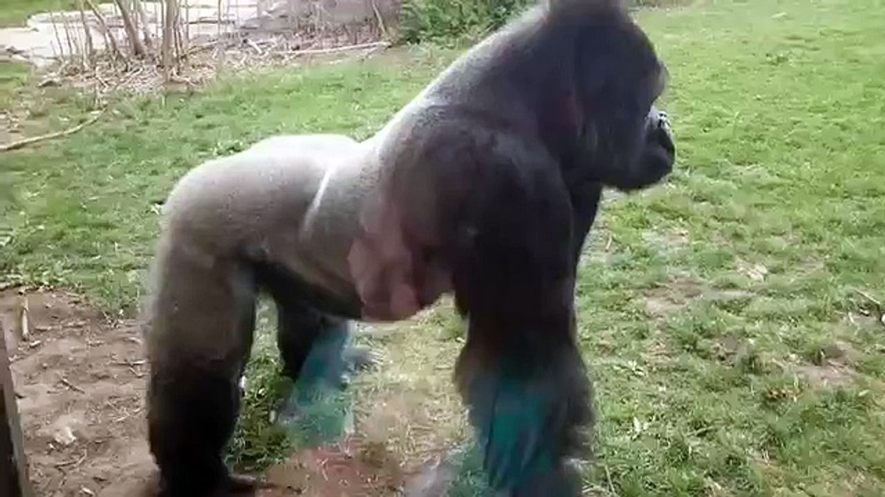Un gorille énervé attaque une famille dans un zoo en se jetant contre une vitre