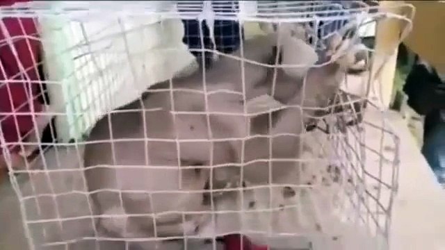 Quelle est cette mystérieuse créature trouvée dans une rivière chinoise ?