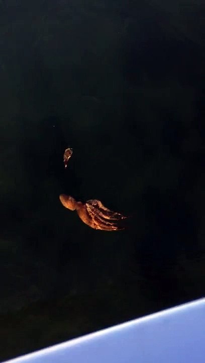 Un poulpe attaque un crabe !