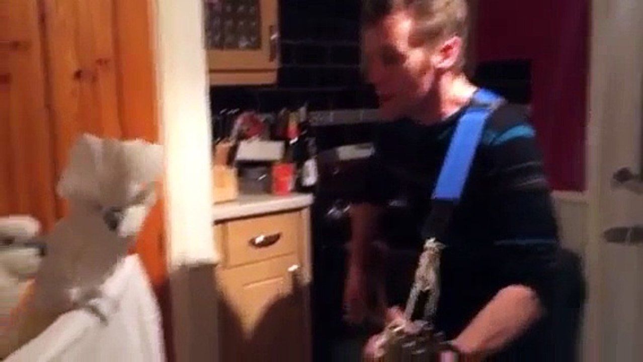 Avez-vous déjà vudes perroquets danser sur une chanson d'Elvis ?