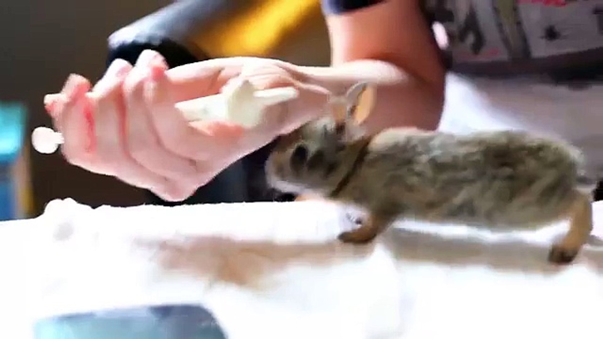 Un Adorable Bebe Lapin Tres Heureux De Boire Son Lait Video Dailymotion