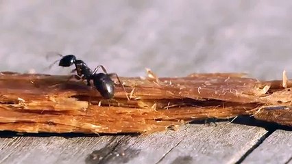 Pendant ce temps, en Russie, une fourmi se saoule à la vodka...