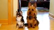 "Qui a fait caca dans la cuisine ?" : les chiens aussi savent balancer !