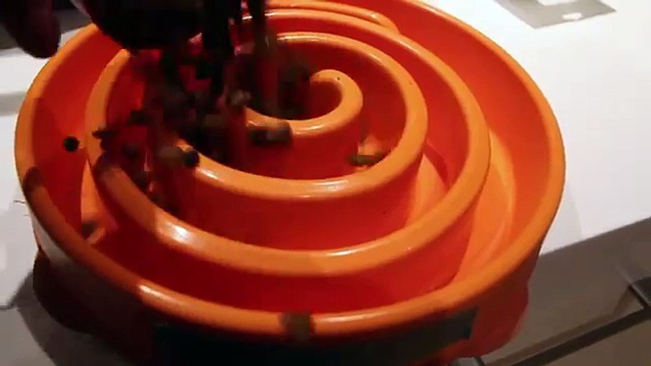 Il filme ses chiots courir vers leur gamelle pendant 9 mois