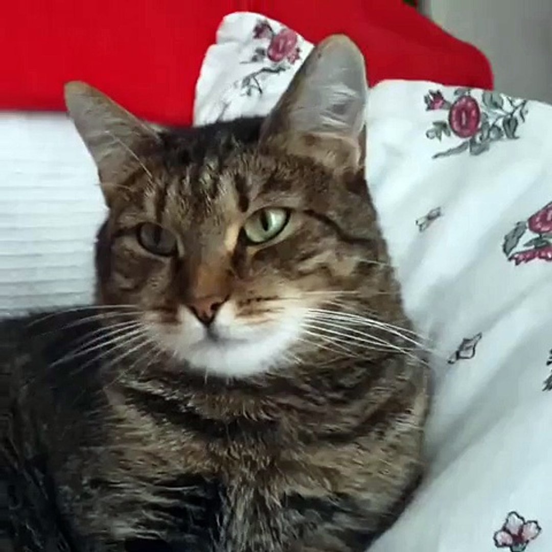 La Drole De Reaction D Un Chat Avec Une Fleur Sur La Tete Video Dailymotion