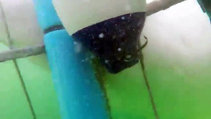 Effrayant : elle filme l'attaque d'un requin blanc depuis une cage