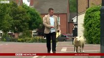 Un mouton se soulage sur un journaliste de la BBC en plein direct