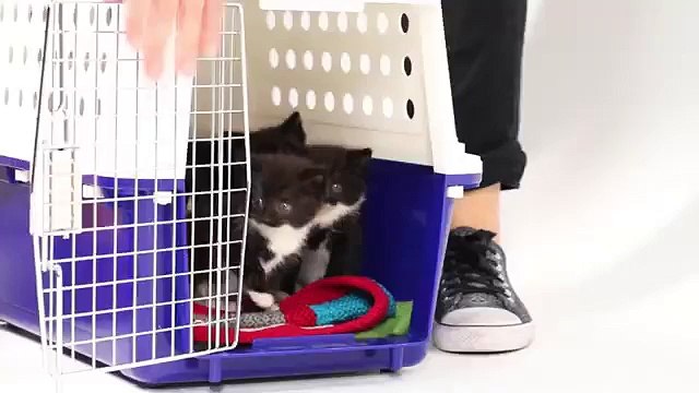 Quand des chatons rencontrent des chiots pour la première fois