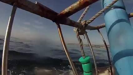 Le spectaculaire envol d'un grand requin blanc
