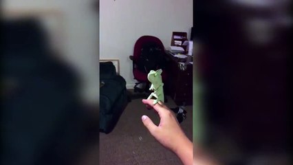 Ce petit caméléon adore éclater des bulles de savon !