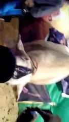 VID-20150920-WA0000.mp4