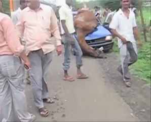 OMG!! Tough Camel Smashed by Car