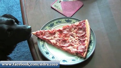 most intelligent animals