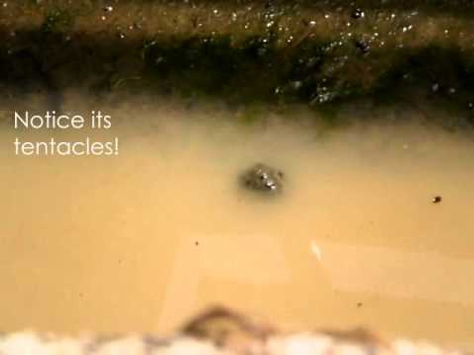 Weird moving ball of mud caught on film