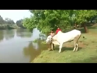 Very Fuuny Bull Attack