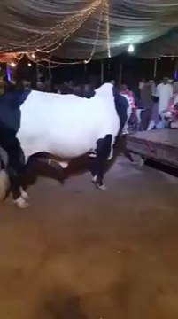 Most Expensive Cows at Bakra Mandi Lahore 2015