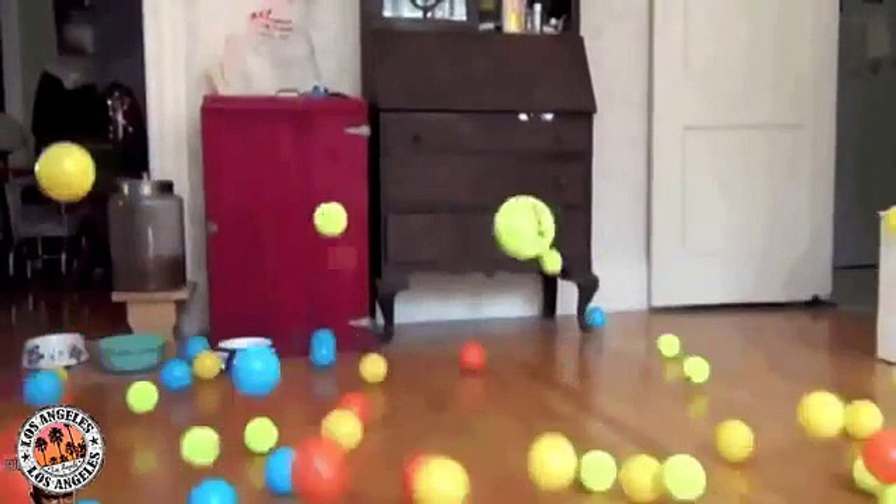 세계에서 가장 재미있는 동영상 농담, Gee! 웃긴 영상 모음 №12