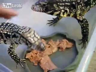 **LIZARD EATS RAT ALIVE**  -LIVE FEEDING-