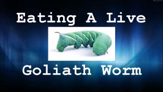 Eating a Live Goliath Worm