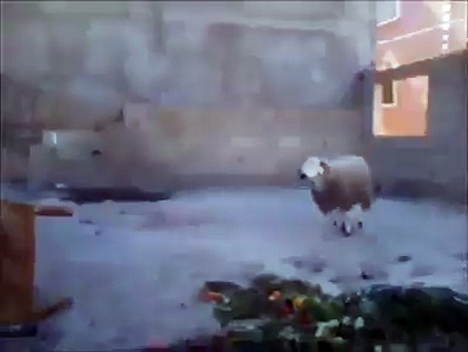 كبش من نوع دبابة هههههه