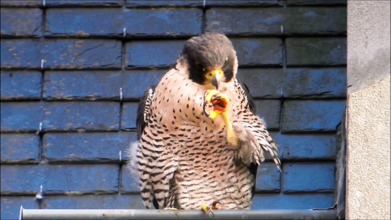 Faucon pèlerin, Nancy (54, FR)