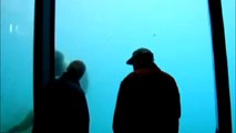 Polar Bear throws stone and breaks Aquarium Wall at Zoo