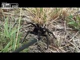 Messing with Tarantulas..(large spider)