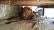 Massive Brown Bear hide and get stuck under house and tries to go away