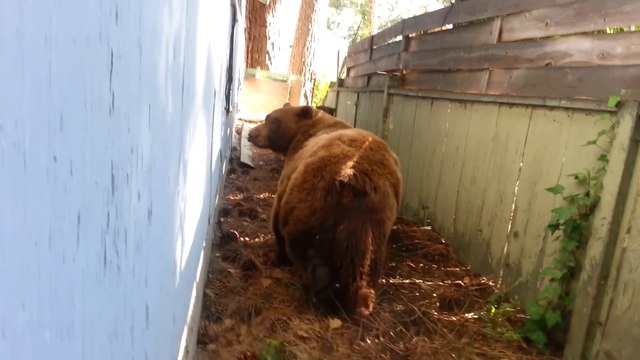 Sauvetage d'un ours brun coincé sous une maison