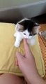 Funny Cat Videos - Cute kitten - Cats playing moments 2015