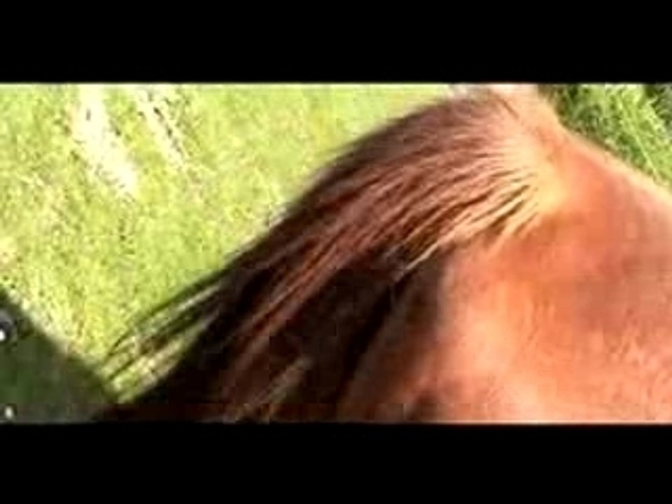 Nature fly i