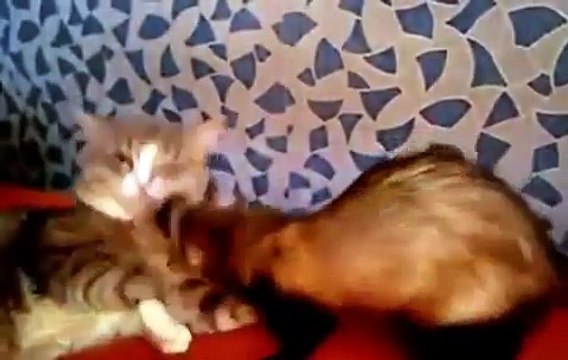 Кот проклял тот день, когда в доме появился хорек!