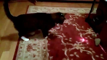 Кот с лазерной указкой на голове!