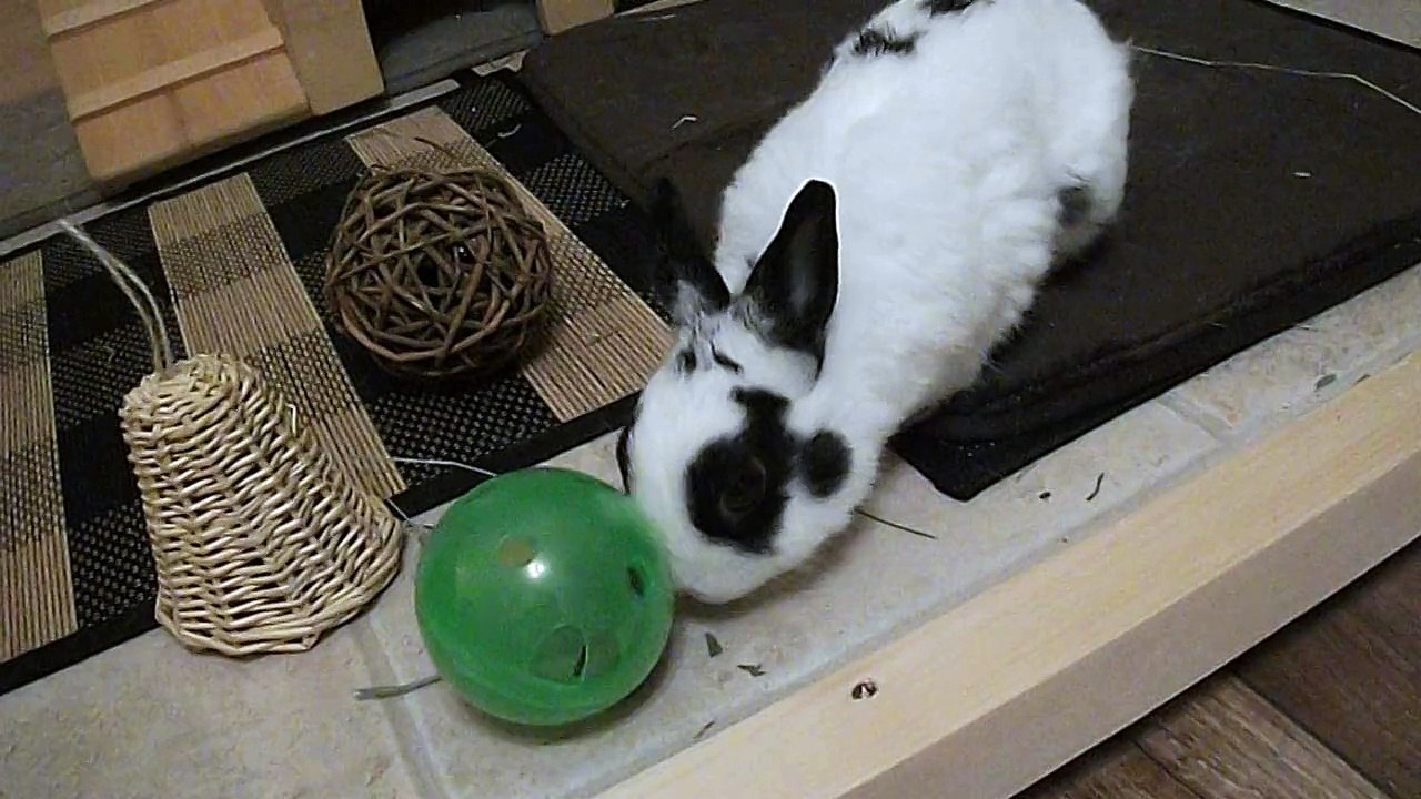 Pinou balle distributrice 1 (09-09-15)