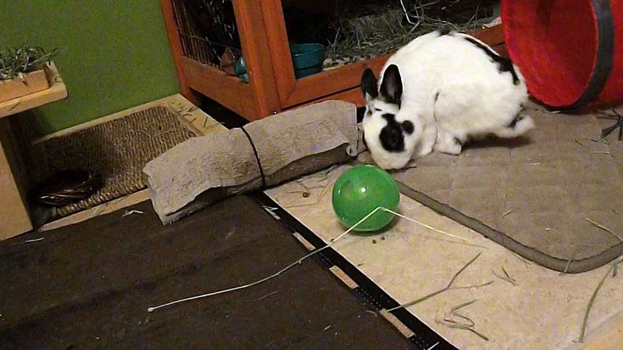 Pinou balle distributrice 2 (09-09-15)